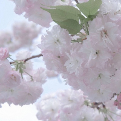 Furry插画线稿分享福瑞群